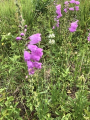 Physostegia pulchella