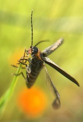 Cyrtomoptera divisa