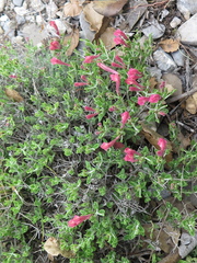 Scutellaria suffrutescens