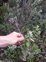 Helichrysum fruticans
