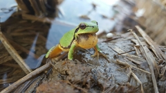 Hyla flaviventris