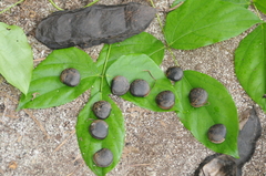 Mucuna gigantea