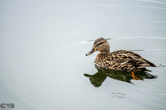Anas platyrhynchos