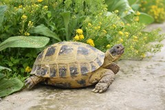 Horsfield's Tortoise photo 2
