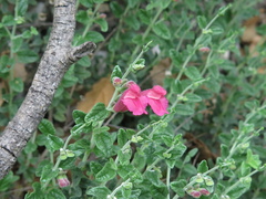 Scutellaria suffrutescens