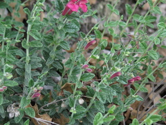 Scutellaria suffrutescens