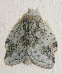 Desmeocraera interpellatrix