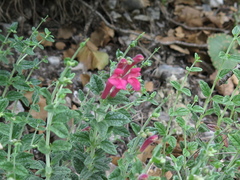 Scutellaria suffrutescens