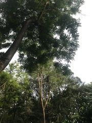 Adenanthera microsperma