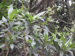 Hedyotis acutangula