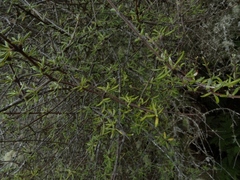 Olearia bullata