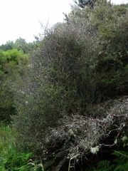 Olearia bullata