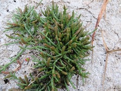 Salicornia natalensis