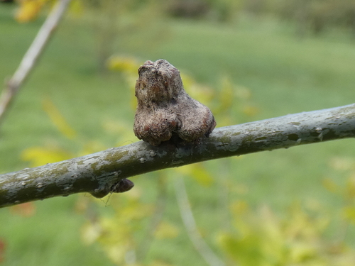 Andricus mitratus