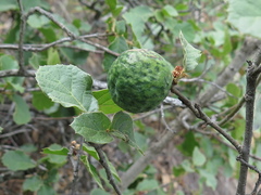 Quercus hintoniorum