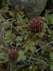 Acaena caesiiglauca