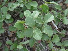 Quercus hintoniorum