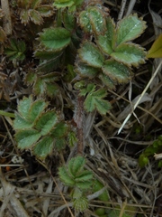 Acaena caesiiglauca