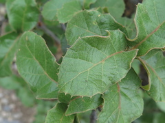Quercus hintoniorum