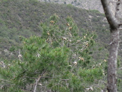 Pinus greggii