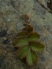 Acaena caesiiglauca