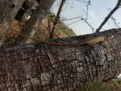 Anolis ustus