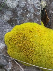 Hypodontium pomiforme