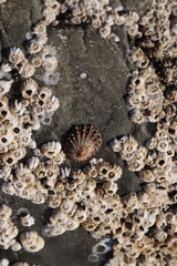 Scutellastra granularis