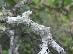 Pseudoparmelia uleana