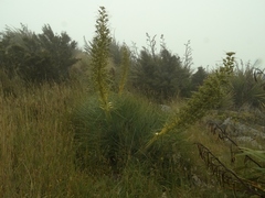 Aciphylla glaucescens