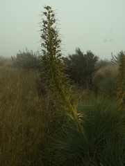 Aciphylla glaucescens