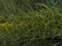 Aciphylla glaucescens