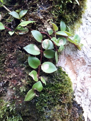 Codonanthopsis