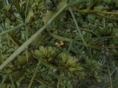 Aciphylla glaucescens