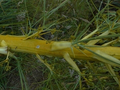 Aciphylla glaucescens