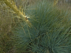Aciphylla glaucescens