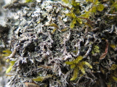 Bilimbia sabuletorum