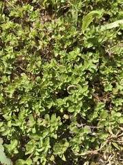 Polycarpon tetraphyllum tetraphyllum