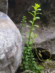 Pseudoselago peninsulae