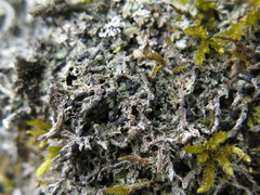 Bilimbia sabuletorum