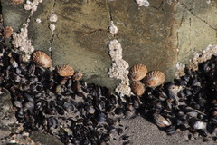 Scutellastra granularis