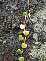 Peperomia serpens