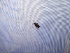 Eremocoris depressus