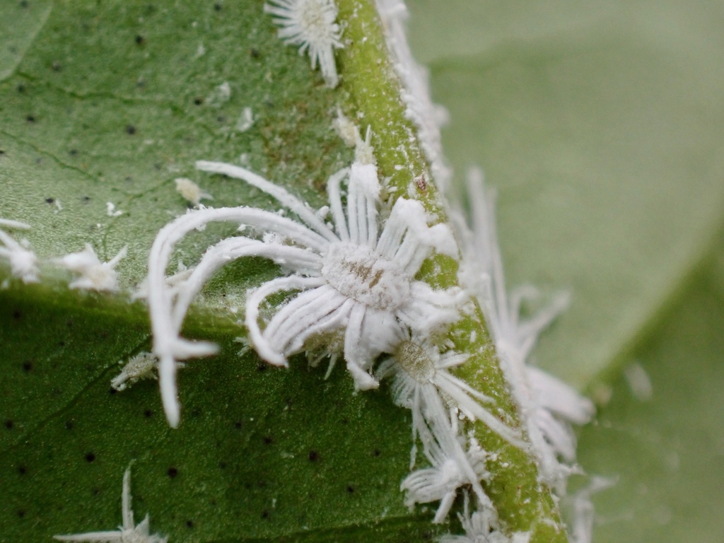 Fruit Tree Mealybug