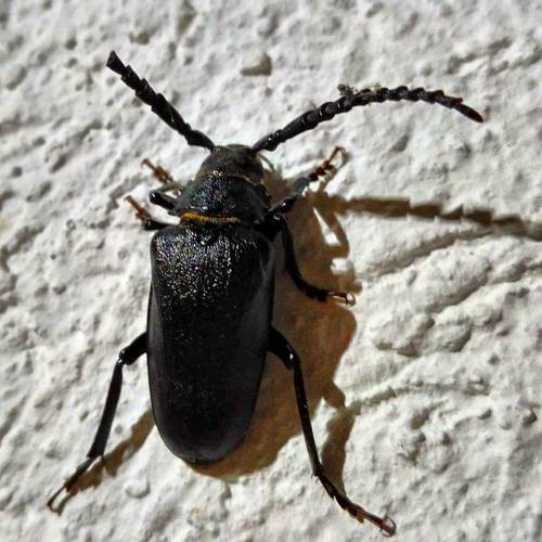 Prionus asiaticus