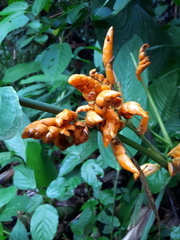 Stromanthe stromanthoides