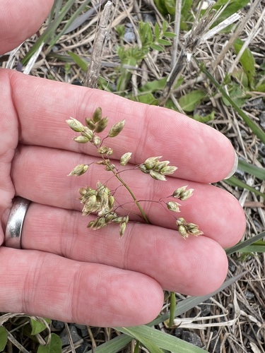 Holy Grass (Hierochloe odorata)