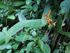 Stromanthe stromanthoides