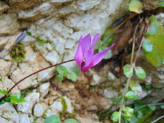 Cyclamen repandum