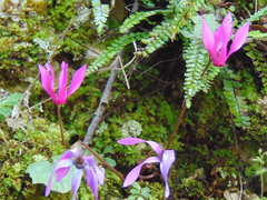 Cyclamen repandum